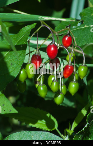 Agrodolce woody nightshade Solanum dulcamara Foto Stock