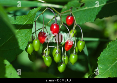 Agrodolce woody nightshade Solanum dulcamara Foto Stock