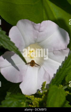 Hedge Centinodia Calystegia sepium Foto Stock