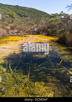 Dh Tokaanu passeggiata termale TOKAANU NUOVA ZELANDA Riserva di ricreazione piscina termale piscine termali calde le molle del flusso Foto Stock