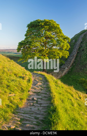 Gap di platano vicino a Milecastle 39, tra acciaio e Rigg Housesteads, il vallo di Adriano, parco nazionale di Northumberland, Inghilterra Foto Stock