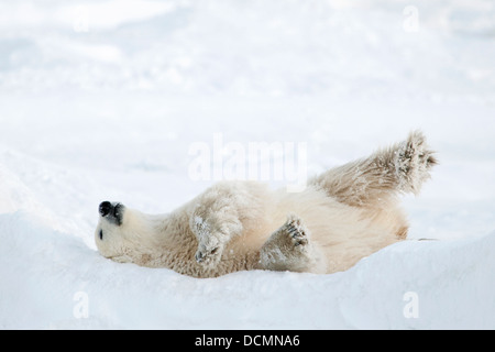 Orso polare (Ursus maritimus) giocare nella neve su ghiaccio floe, Churchill, la baia di Hudson, Manitoba, Canada. Foto Stock