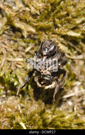 Unico morto hairy Bumble Bee giacente sul retro con la proboscide mascella esteso Foto Stock