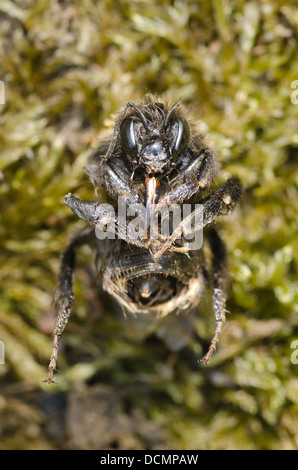 Unico morto hairy Bumble Bee giacente sul retro con la proboscide mascella esteso Foto Stock