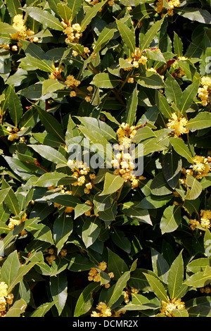 Bay Tree in fiore, Laurus Nobilis, Lauraceae. Aka. Sweet Bay, vero alloro o Grecian Laurel Foto Stock