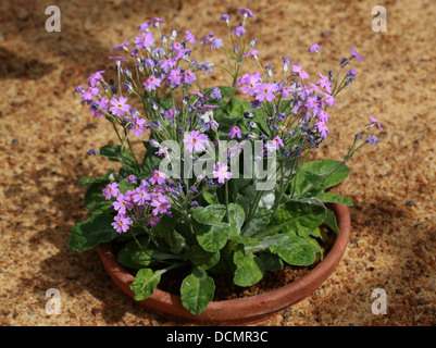 Bird's-eye Primrose, Primula farinosa, Primulaceae. Un fiore alpino trovato dall'Europa occidentale in Cina ad altitudini elevate. Foto Stock