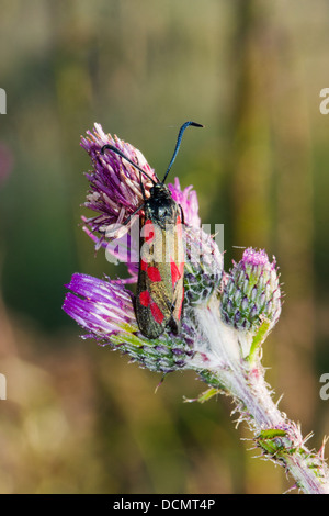 Sei-spot Burnett sul viola fiore di un Thistle Foto Stock