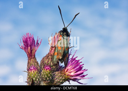 Sei-spot Burnett sul viola fiore di un Thistle Foto Stock