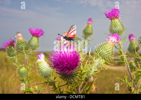 Sei-spot Burnett battenti sul viola fiore di un Thistle Foto Stock