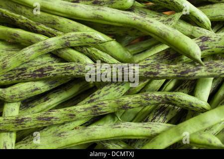 Un patrimonio varietà, rattlesnake i fagioli sono una deliziosa pole bean. Foto Stock