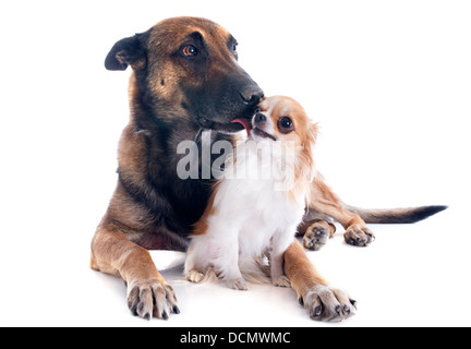 Razza sheepdog belga malinois e chihuahua su sfondo bianco Foto Stock