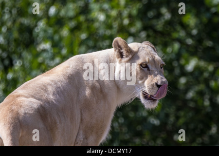 Femmina bianca Lion. Leonessa. Leccare il suo naso Foto Stock