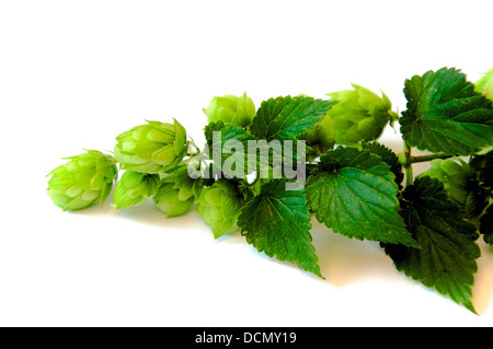 Ramo di luppolo con foglie e umbels Foto Stock