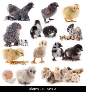 group of bantam silkie on a white background Foto Stock