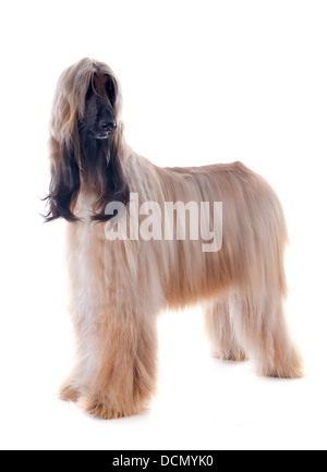 Afghan hound davanti a uno sfondo bianco Foto Stock