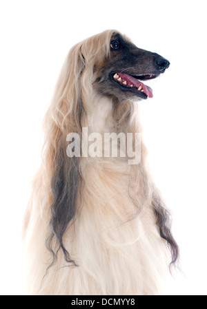 Afghan hound davanti a uno sfondo bianco Foto Stock