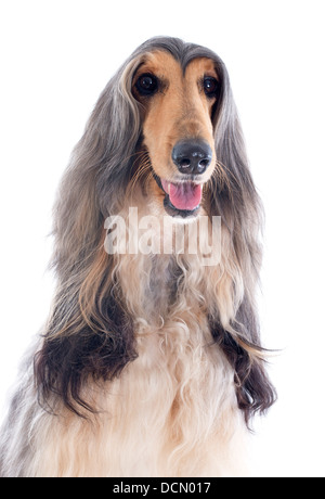 Afghan hound davanti a uno sfondo bianco Foto Stock