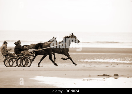 Cablaggio racing, Sulky Racing, Cavallo Gig Racing, sulla spiaggia. Gypsy cavalli Foto Stock