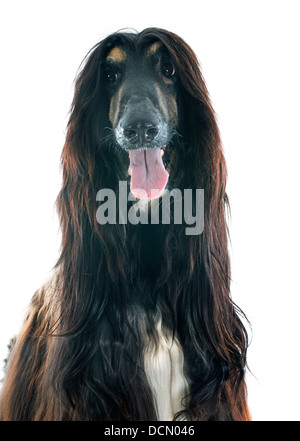 Afghan hound davanti a uno sfondo bianco Foto Stock