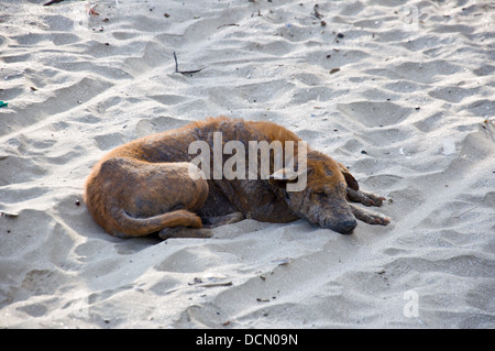 Malati cane dorme sulla spiaggia Foto Stock