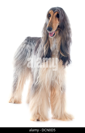 Afghan hound davanti a uno sfondo bianco Foto Stock