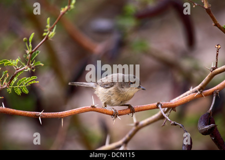 Trillo sardo femmina in Gran Canaria Foto Stock