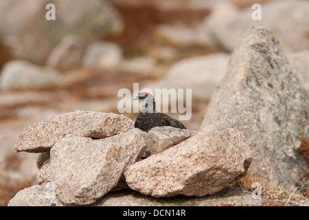 Pernice bianca, maschio Pernice bianca, Lagopus muta, Cairngorms, Highland, Scozia, maschio, REGNO UNITO Foto Stock