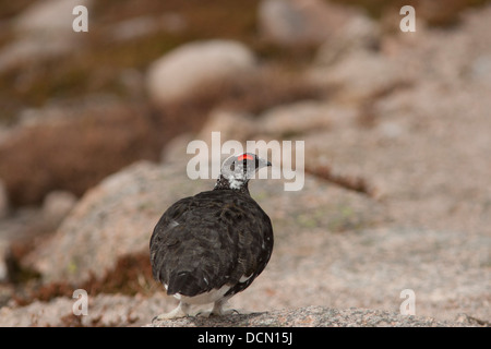 Pernice bianca, maschio Pernice bianca, Lagopus muta, Cairngorms, Highland, Scotland, Regno Unito Foto Stock