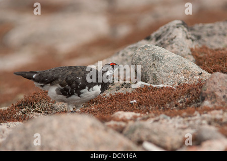 Pernice bianca, maschio Pernice bianca, Lagopus muta, Cairngorms, Highland, Scozia, maschio, Rock, pernice bianca, Cairngorms, Foto Stock