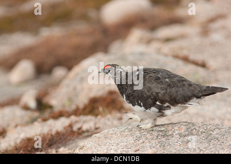 Pernice bianca, maschio Pernice bianca, Lagopus muta, Cairngorm, Scozia Foto Stock