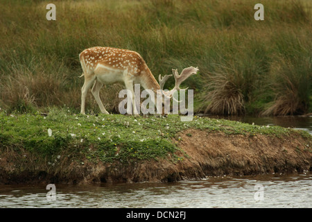 Maschio di Daini al pascolo da un fiume. Foto Stock