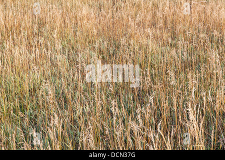 Sullo sfondo di un asciutto erba alta in tarda estate in Colorado Foto Stock