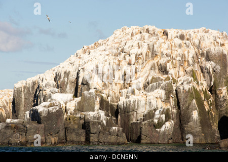 Farne interno, sulle isole Farnes, off Seahouses in Northumberland di nidificazione di uccelli marini scogliere coperte di guano. Foto Stock