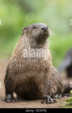 Una femmina di Lontra di fiume nordamericana (Lutra canadensis), Northern Rockies Foto Stock