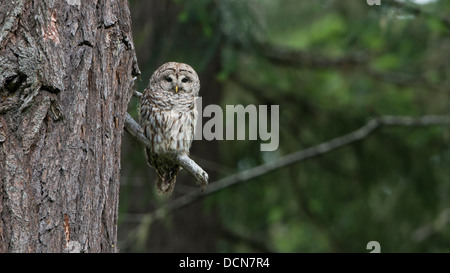 Un gufo sbarrata appollaiato in una crescita vecchia foresta di pioggia, il Parco Nazionale di Olympic, Washington Foto Stock