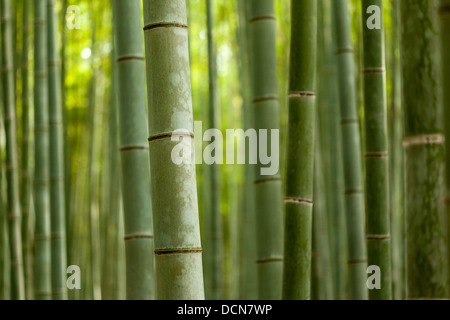 Primo piano di spessore stocchi di bambù in un bosco maturo. Foto Stock