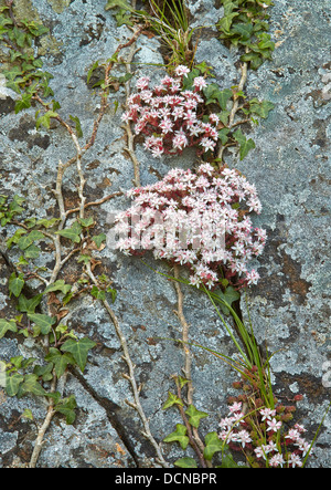 Inglese Stonecrop Sedum anglicum crescente tra ivy su di una scogliera sul mare faccia in Pembrokeshire South Wales UK Foto Stock