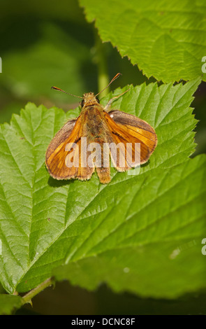 Grande Skipper Ochlodes sylvanus a riposo sul rovo Foto Stock