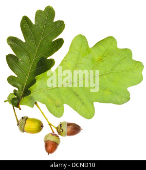 Foglie di quercia e ghiande isolati su sfondo bianco Foto Stock