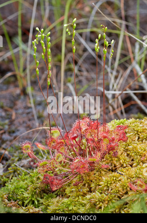 Round lasciava Sundew Drosera rotundifolia crescendo in un pantano torbosi fango a Thursley comune in Surrey UK Foto Stock