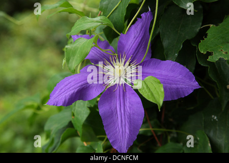 Clematis viola Foto Stock