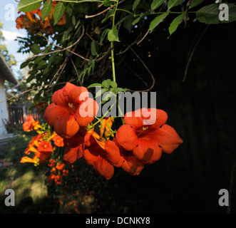 Tromba vine fiori. Foto Stock