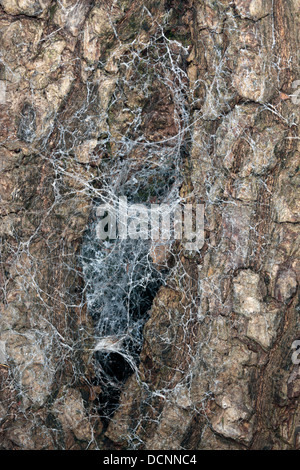 Spider Web costruito in un albero durante il tempo umido Foto Stock