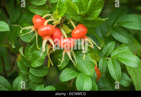 Ripe rosse bacche di rosa selvatica sui rami Foto Stock