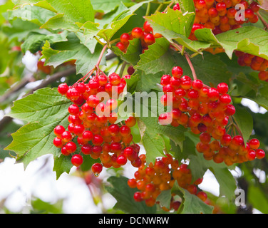 Red viburnum bacche con rugiada su rami Foto Stock