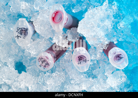 La reazione del tubo di plastica in una scatola piena di ghiaccio Foto Stock