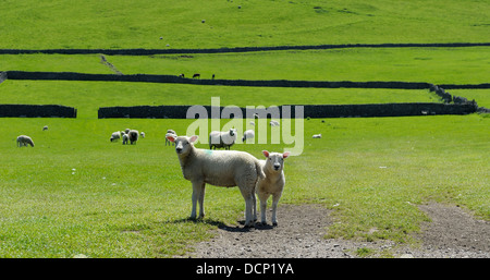 Pecore nel Derbyshire Peak District Inghilterra Regno Unito Foto Stock