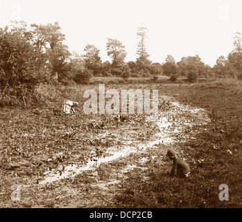 Il fiume Tamigi fonte - crescione letti - periodo Vittoriano Foto Stock