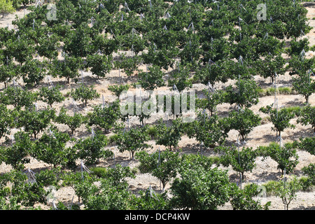 Giovani alberi di arancio piantato in file Foto Stock