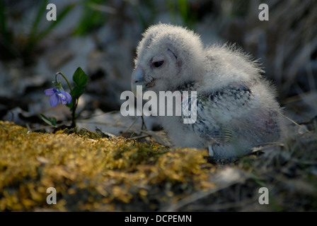 Ural pulcino allocco (Strix uralensis), Uppland, Svezia Foto Stock